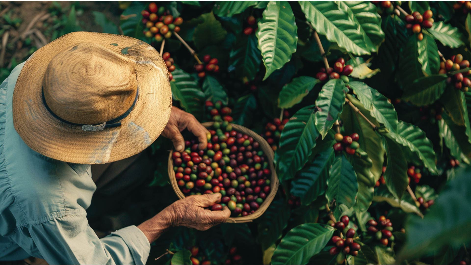 adult-harvesting-coffee (1)-01